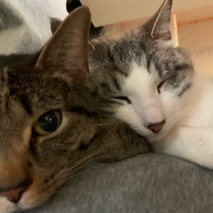 Meet your Posher, Meng